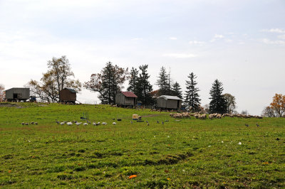 Stone Barns Farm