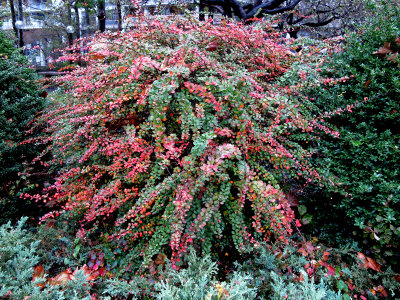 Berberis or Barberry Bush in Rain