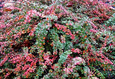 Berberis or Barberry Bush in Rain