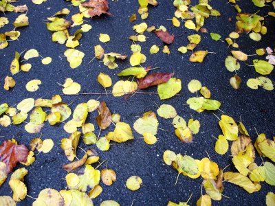 Mostly Mulberry Foliage