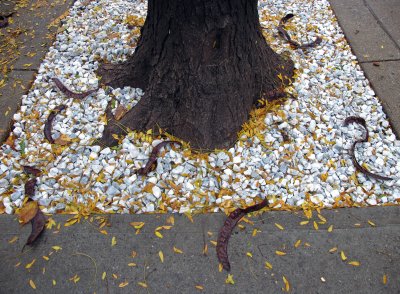 Locust Tree Foliage and Seed Pods