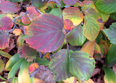 Fotherilla Bush Fall Foliage