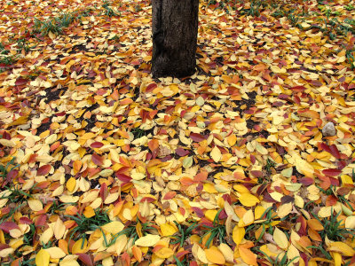 Cherry Tree Fall Foliage = NYU Athletic Center Garden
