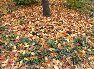 Cherry Tree Fall Foliage = NYU Athletic Center Garden