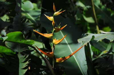 Heliconia - Lankester Gardens