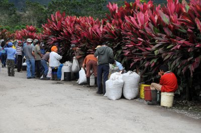 Coffee Bean Pickers Cashing in Their Daily Crop