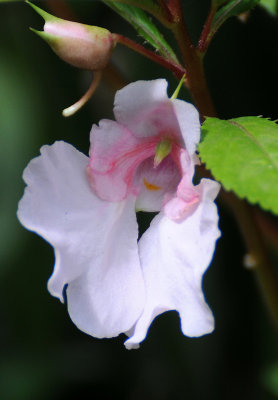 Spirogyra Butterfly Garden