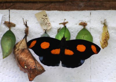 Spirogyra Butterfly Farm and Garden - San Jose, Costa Rica