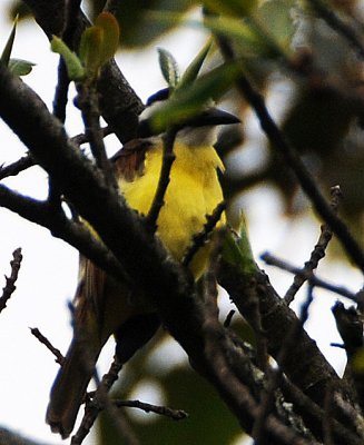 Tropical Kingbird - Parque Zoological Simon Bolivar