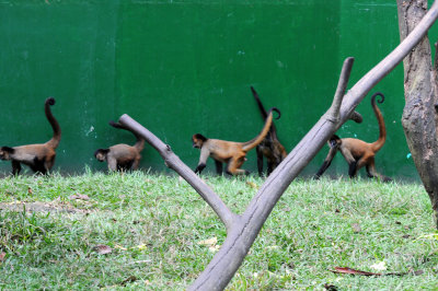 Parque Zoological Simon Bolivar