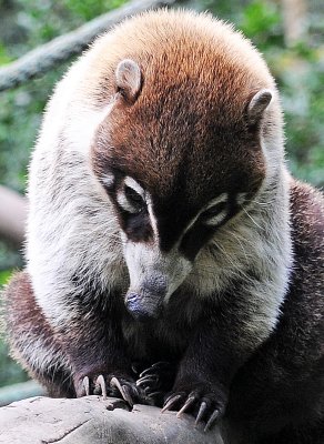 Parque Zoological Simon Bolivar