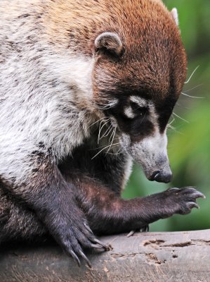 Parque Zoological Simon Bolivar