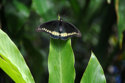 Spirogyra Butterfly Garden