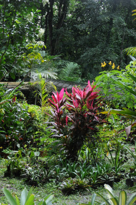 Finca la Isla Botanical Garden