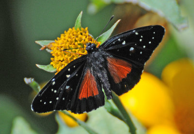 Spirogyra Butterfly Garden