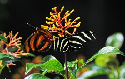 Spirogyra Butterfly Garden