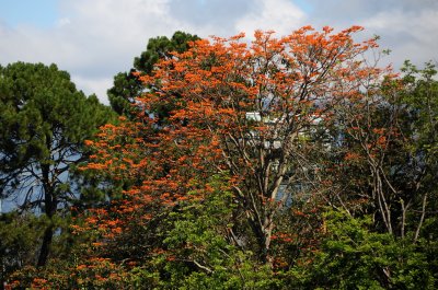 Central Area