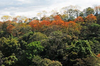 Sarchi Area - Costa Rica