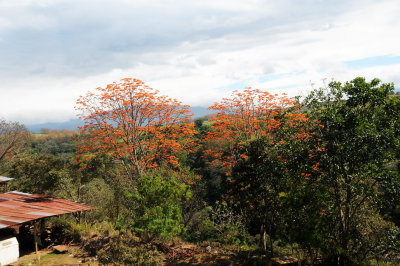 Sarchi Area - Costa Rica