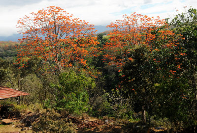 Sarchi Area - Costa Rica