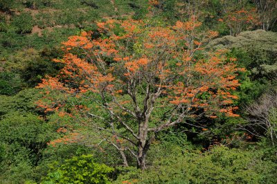 Sarchi Area - Costa Rica