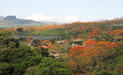 Sarchi Area - Costa Rica