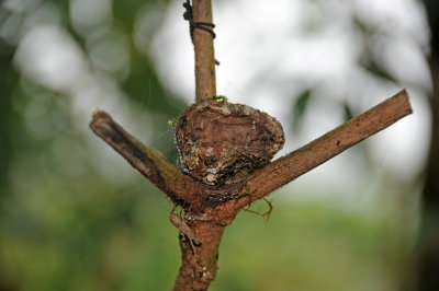 Humming Bird Nest - Arenal Vocano Area