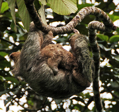 Three Toed Sloth with Baby Sloth