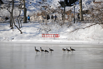Birds - Winter in Central Park 