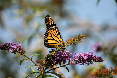 Monarch on Buddleja Blossoms