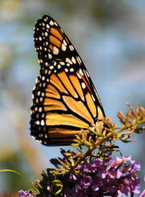 September 12, 2012 Photo Shoot - Flowers & Butterflies in LaGuardia Corner Garden 