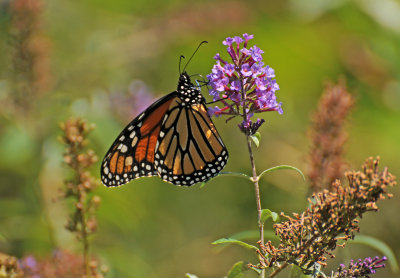 Monarch on Buddleja Blossoms