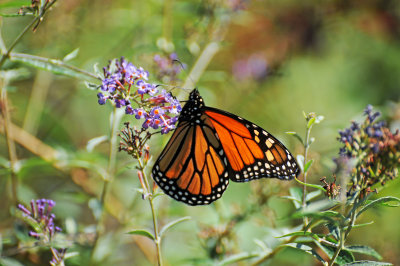 Monarch on Buddleja Blossoms