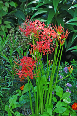 Hurricane Lily or Licoris Radiata 