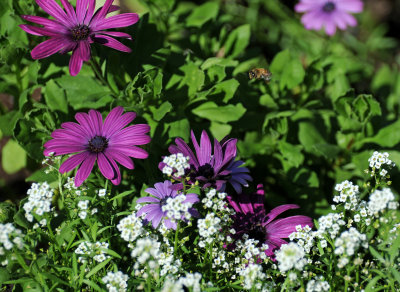 Garden Plot View