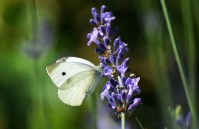 Cabbage White Butterfly on Lavander Blossoms