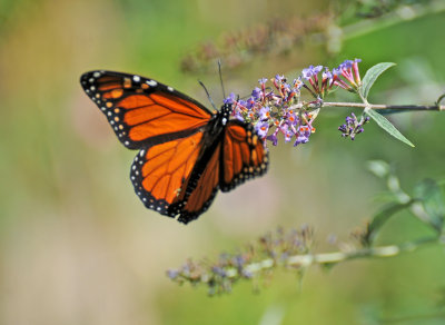 Monarch on Buddleja Blossoms