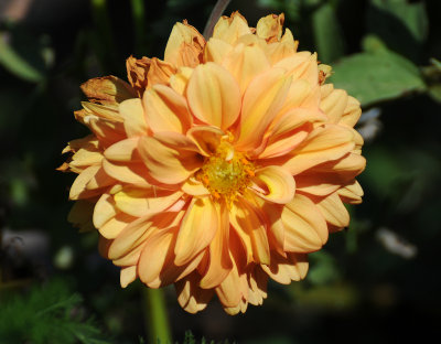 Apricot Dahlia