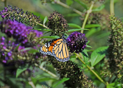 Monarch on Buddleja Blossoms