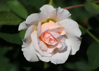 Morden Blush Rose 