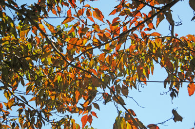 Dogwood Tree Fall Foliage