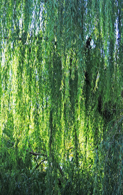 Willow Tree Fall Foliage