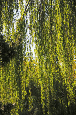 Willow Tree Fall Foliage
