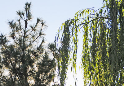 Pine & Willow TreesDSC_8158 copy