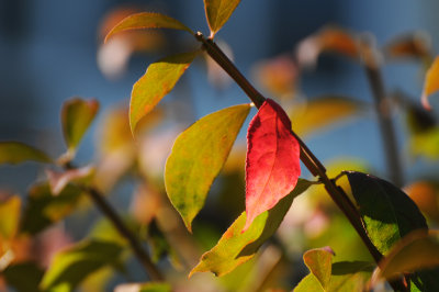 Burning Bush Fall Foliage