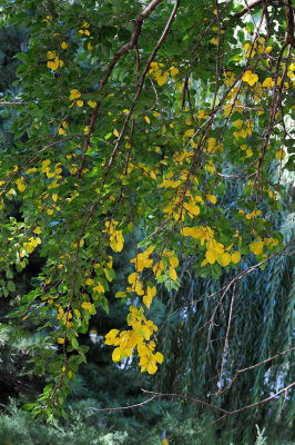 Mulberry Tree Fall Foliage