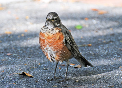 American Robin