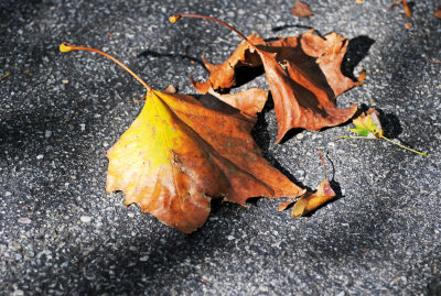 Sidewalk Foliage