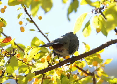 Catbird?