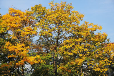 Locust Tree Fall Foliage